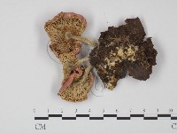 登錄號:F0013039藏品圖，第3張