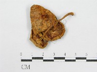 登錄號:F0013040藏品圖，第1張