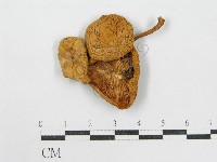登錄號:F0013040藏品圖，第3張