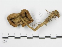 登錄號:F0013041藏品圖，第1張