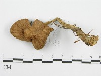 登錄號:F0013041藏品圖，第3張