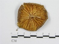 登錄號:F0013042藏品圖，第3張