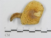 紅菇屬藏品圖，第3張