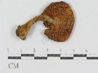 登錄號:F0013046藏品圖，第3張