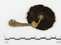 登錄號:F0013047藏品圖，第1張
