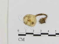 登錄號:F0013049藏品圖，第1張