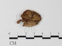 登錄號:F0013051藏品圖，第1張