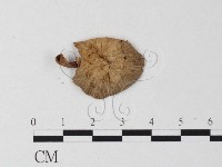 登錄號:F0013051藏品圖，第3張