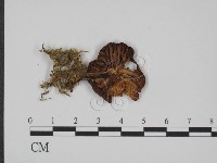 登錄號:F0013056藏品圖，第1張