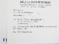 微皮傘屬藏品圖，第2張