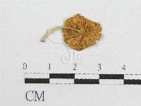 微皮傘屬藏品圖，第1張