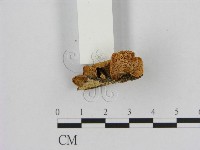 登錄號:F0013058藏品圖，第3張