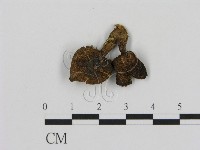 登錄號:F0013059藏品圖，第1張