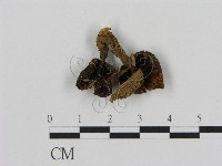 登錄號:F0013059藏品圖，第3張