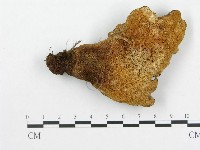 多孔菌屬藏品圖，第3張