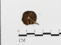 登錄號:F0013061藏品圖，第1張