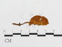 登錄號:F0013062藏品圖，第1張