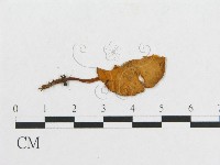 登錄號:F0013062藏品圖，第3張