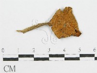 登錄號:F0013063藏品圖，第1張