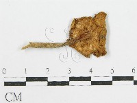 登錄號:F0013063藏品圖，第4張