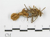 登錄號:F0013064藏品圖，第1張