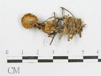 登錄號:F0013064藏品圖，第3張
