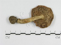 登錄號:F0013065藏品圖，第1張