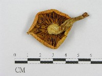 登錄號:F0013066藏品圖，第3張