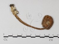 登錄號:F0013067藏品圖，第1張