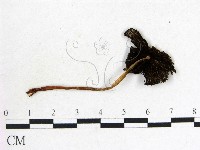 鬼傘屬藏品圖，第1張