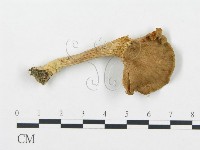 登錄號:F0013069藏品圖，第1張