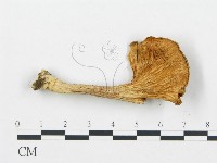 登錄號:F0013069藏品圖，第3張