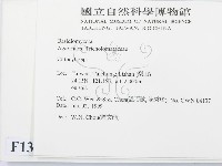 杯傘屬藏品圖，第2張