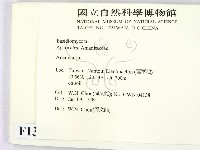 鵝膏屬藏品圖，第2張