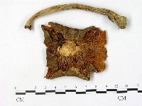 鵝膏屬藏品圖，第1張