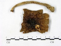鵝膏屬藏品圖，第3張