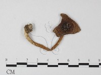 登錄號:F0013072藏品圖，第1張