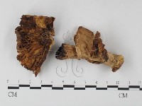 鵝膏屬藏品圖，第3張