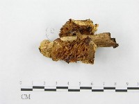 鵝膏屬藏品圖，第4張