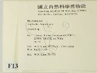 鵝膏屬藏品圖，第2張