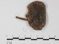 鵝膏屬藏品圖，第1張