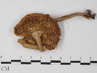 登錄號:F0013075藏品圖，第1張