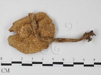 登錄號:F0013075藏品圖，第4張