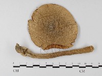 登錄號:F0013076藏品圖，第1張