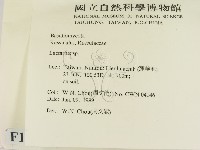 乳菇屬藏品圖，第2張