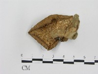 登錄號:F0013078藏品圖，第1張