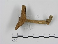 登錄號:F0013078藏品圖，第3張