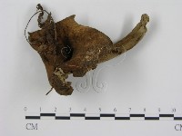 登錄號:F0013079藏品圖，第1張