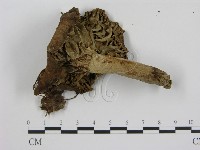登錄號:F0013079藏品圖，第3張