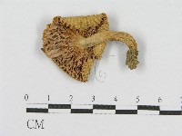 登錄號:F0013080藏品圖，第3張